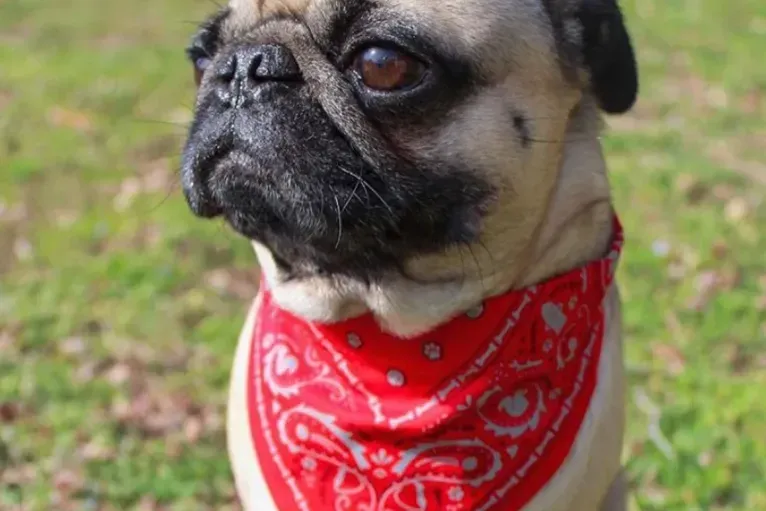 Custom Printed Pet Bandanas